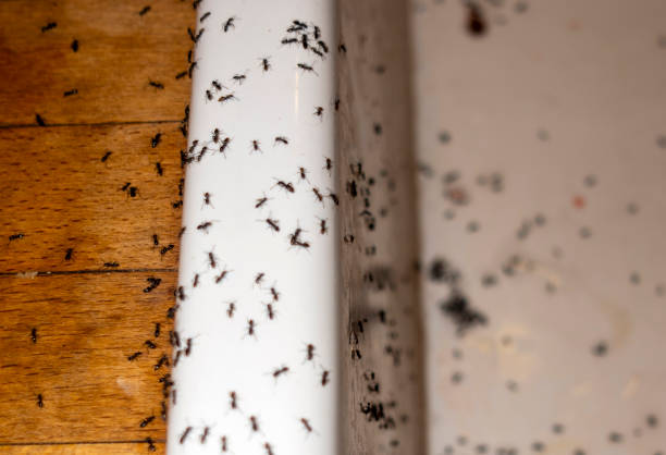 Best Mosquito Control Services  in Marquette Heights, IL