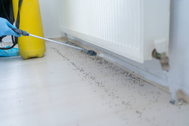 Best Termite Control Services  in Marquette Heights, IL